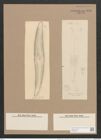 Pleurosigma attenuatum var. caspium (Kuetz.) W.Sm. (de-Toni-Nr.: Genus 13, Species 1062) Zeichnungen Sammlung Grunow Nr. 1910 (NHMW-BOT-W0369033)